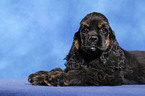 American Cocker Spaniel Welpe