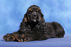 American Cocker Spaniel Welpe