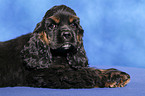 American Cocker Spaniel Welpe