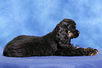 American Cocker Spaniel Welpe