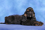 American Cocker Spaniel Welpe