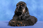 American Cocker Spaniel Welpe