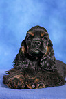 American Cocker Spaniel Welpe