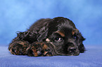 American Cocker Spaniel Welpe