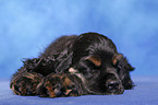 schlafender American Cocker Spaniel