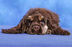 American Cocker Spaniel Welpe