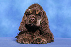 American Cocker Spaniel Welpe