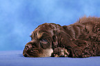 American Cocker Spaniel Welpe