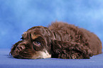 American Cocker Spaniel Welpe