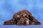 American Cocker Spaniel Welpe