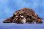 American Cocker Spaniel Welpe