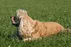 liegender American Cocker Spaniel