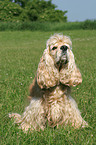 sitzender American Cocker Spaniel