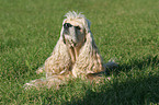 liegender American Cocker Spaniel