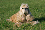 liegender American Cocker Spaniel