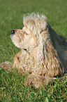 liegender American Cocker Spaniel