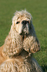 American Cocker Spaniel Portrait