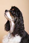 American Cocker Spaniel Portrait