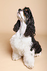 sitzender American Cocker Spaniel