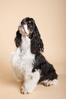 sitzender American Cocker Spaniel