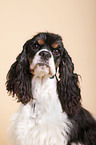 American Cocker Spaniel Portrait