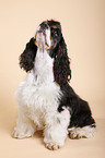 sitzender American Cocker Spaniel