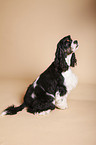 sitzender American Cocker Spaniel