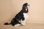 sitzender American Cocker Spaniel