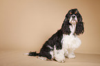 sitzender American Cocker Spaniel