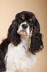 American Cocker Spaniel Portrait