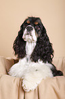 liegender American Cocker Spaniel