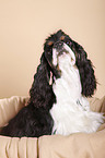 liegender American Cocker Spaniel