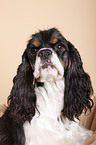 American Cocker Spaniel Portrait