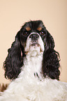 American Cocker Spaniel Portrait