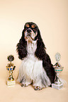 sitzender American Cocker Spaniel