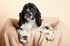 junger American Cocker Spaniel