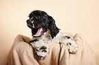 junger American Cocker Spaniel