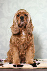 sitzender American Cocker Spaniel