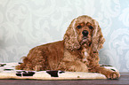 liegender American Cocker Spaniel