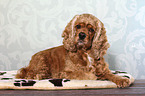 liegender American Cocker Spaniel