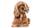 liegender American Cocker Spaniel