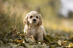 stehender American Cocker Spaniel Welpe