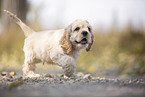 American Cocker Spaniel Welpe