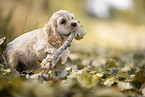 American Cocker Spaniel spielt mit Stckchen