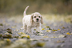 American Cocker Spaniel Welpe