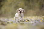 laufender American Cocker Spaniel