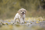 laufender American Cocker Spaniel