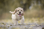 laufender American Cocker Spaniel