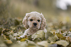 liegender American Cocker Spaniel Welpe