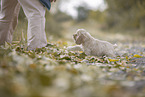 American Cocker Spaniel